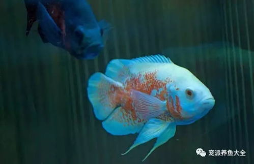 關心我們的魚 觀賞魚到底能活多久？從壽終正寢到各年齡一覽