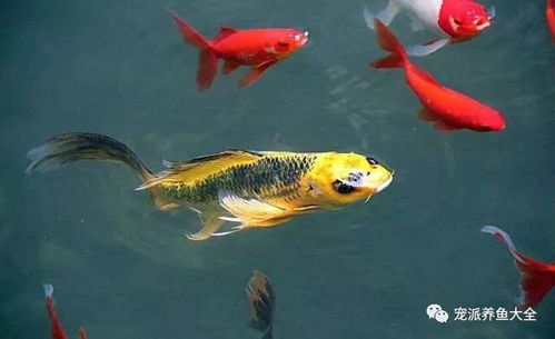 養了半年的觀賞魚依舊怕人？從躲藏到親近的完整指南
