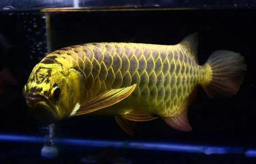揭秘觀賞魚死因 對照這些，看你做對了沒