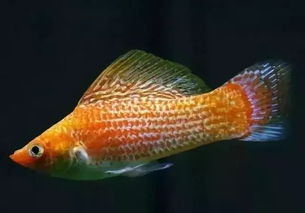觀賞魚種類大全，別說一種都認不出來！