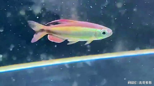 觀賞魚黃金二線剛果背鰭、臀鰭呈紅色，這是怎么回事？