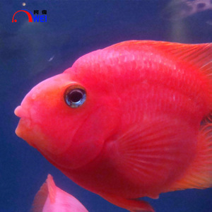【臺灣觀賞魚】臺灣觀賞魚價格/圖片_臺灣觀賞魚批發/采購_臺灣觀賞魚廠家/供應商